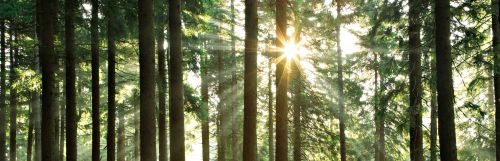 Forest of trees with sun shinning through